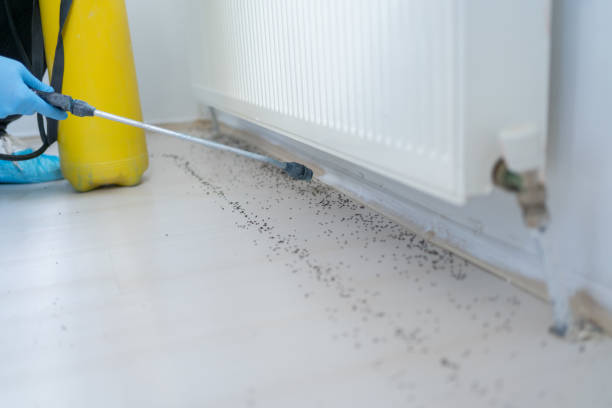 Best Cockroach Control Services  in Goldsby, OK